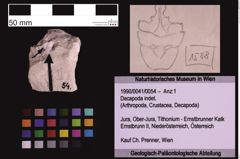 Foto (Objekt + Etiketten) von Decapoda indet. (NHMW-GEO-1990-0041-0054)